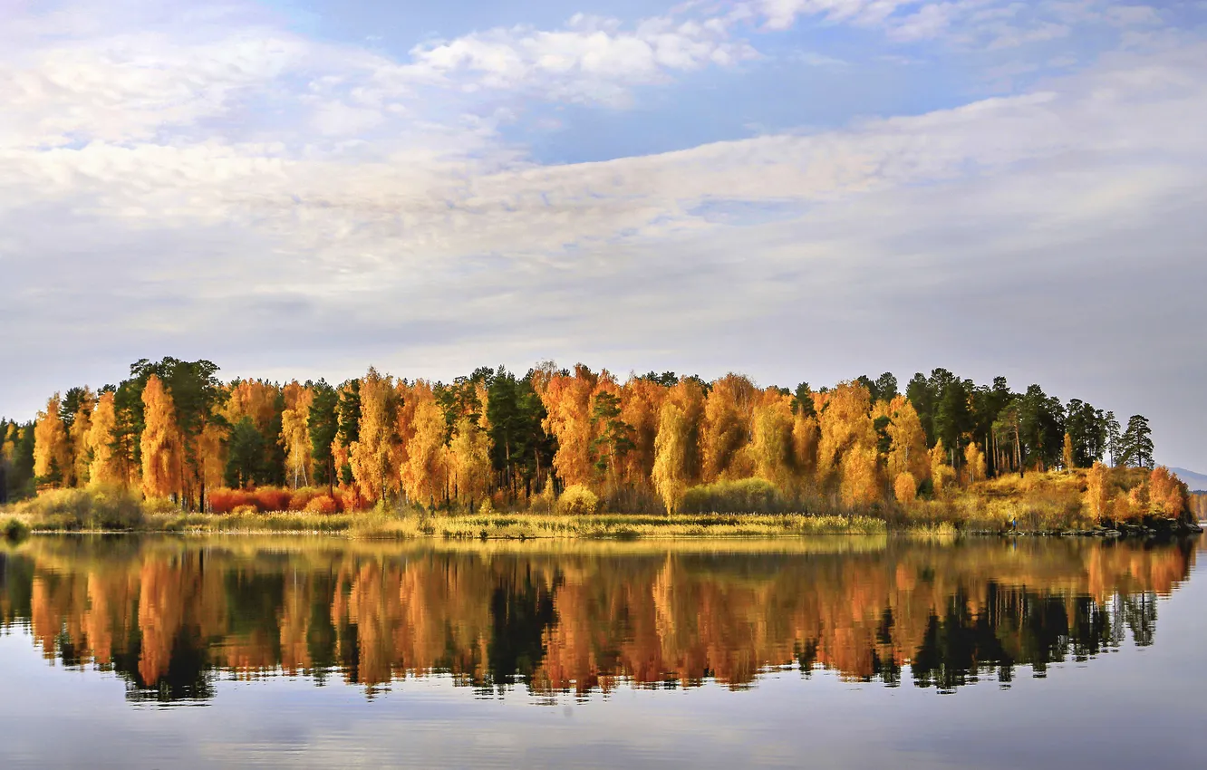 Фото обои forest, trees, landscape, nature, lake