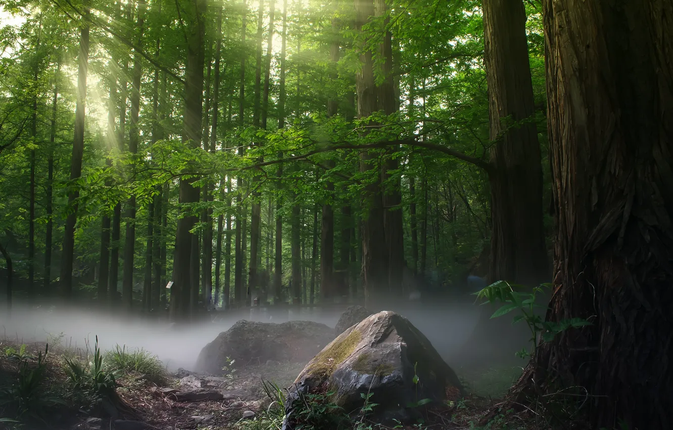 Фото обои лес, туман, фото, дерево, камень