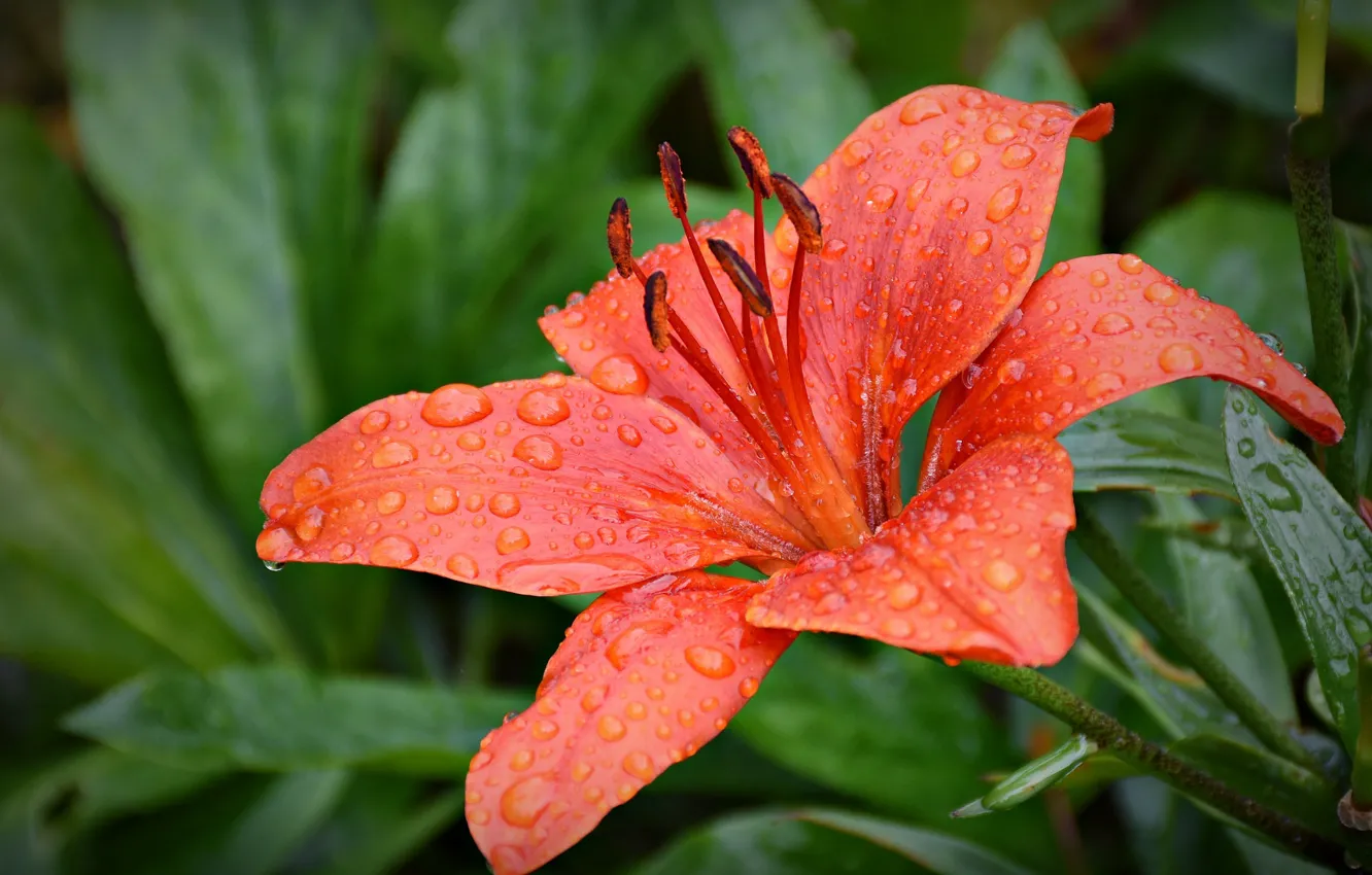 Фото обои лилии, бутоны, цветение, pink, Lily, buds, blooms