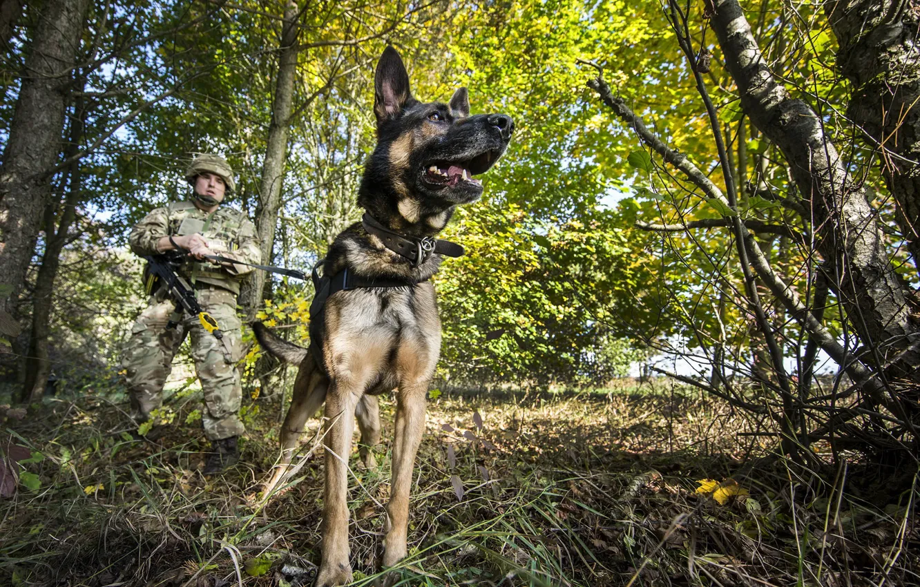 Фото обои собака, армия, солдат