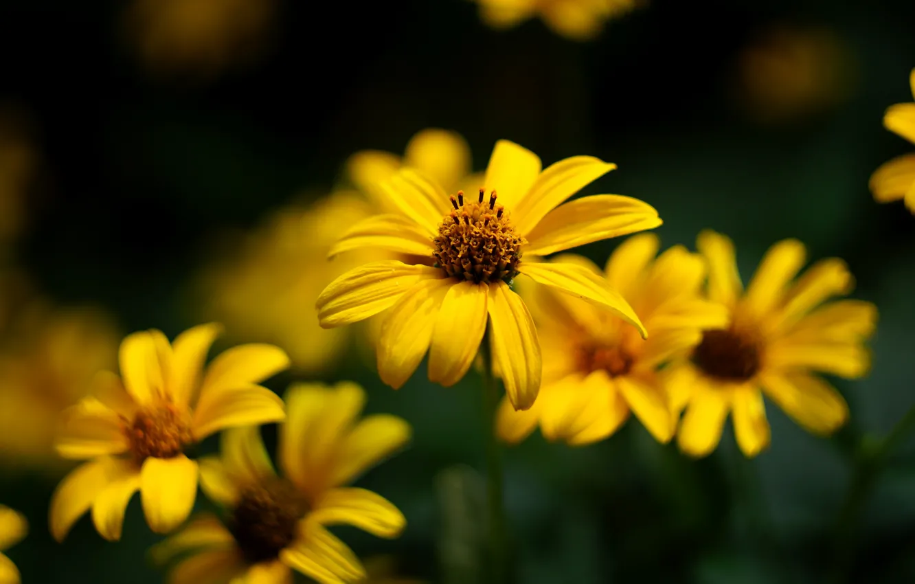 Фото обои цветы, темный фон, желтые, лепестки, сад, боке, рудбекия