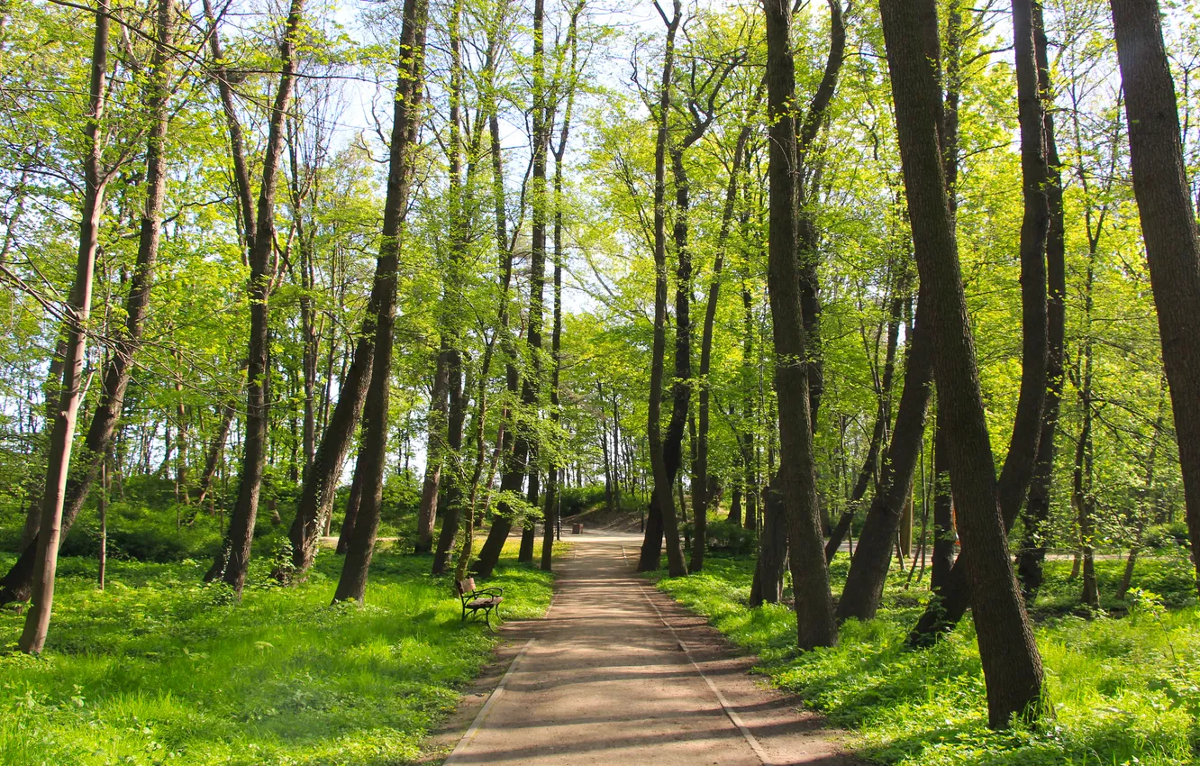 Фото обои park, spring, alley