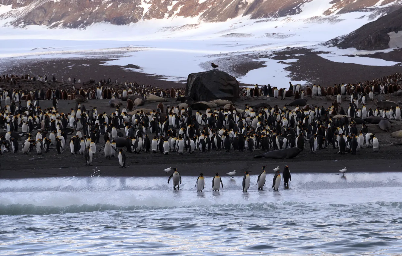 Фото обои море, природа, пингвины, Antarctica