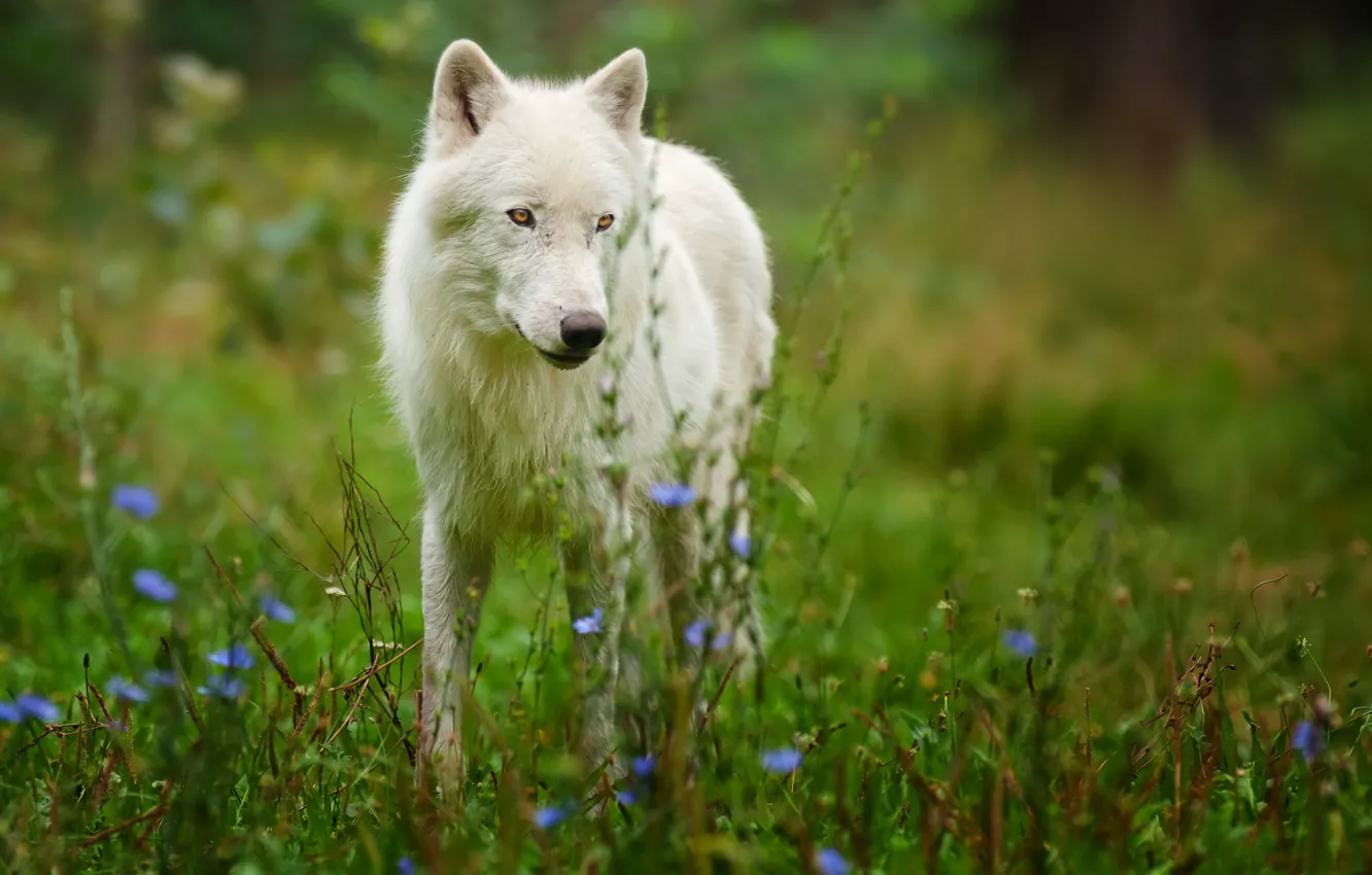 Фото обои хищник, Arctic wolf, полярный волк