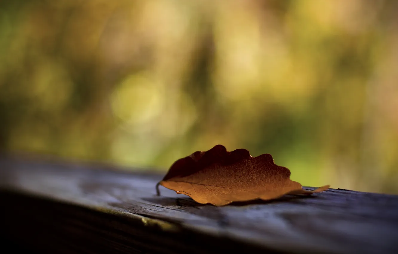 Фото обои осень, макро, лист, доска