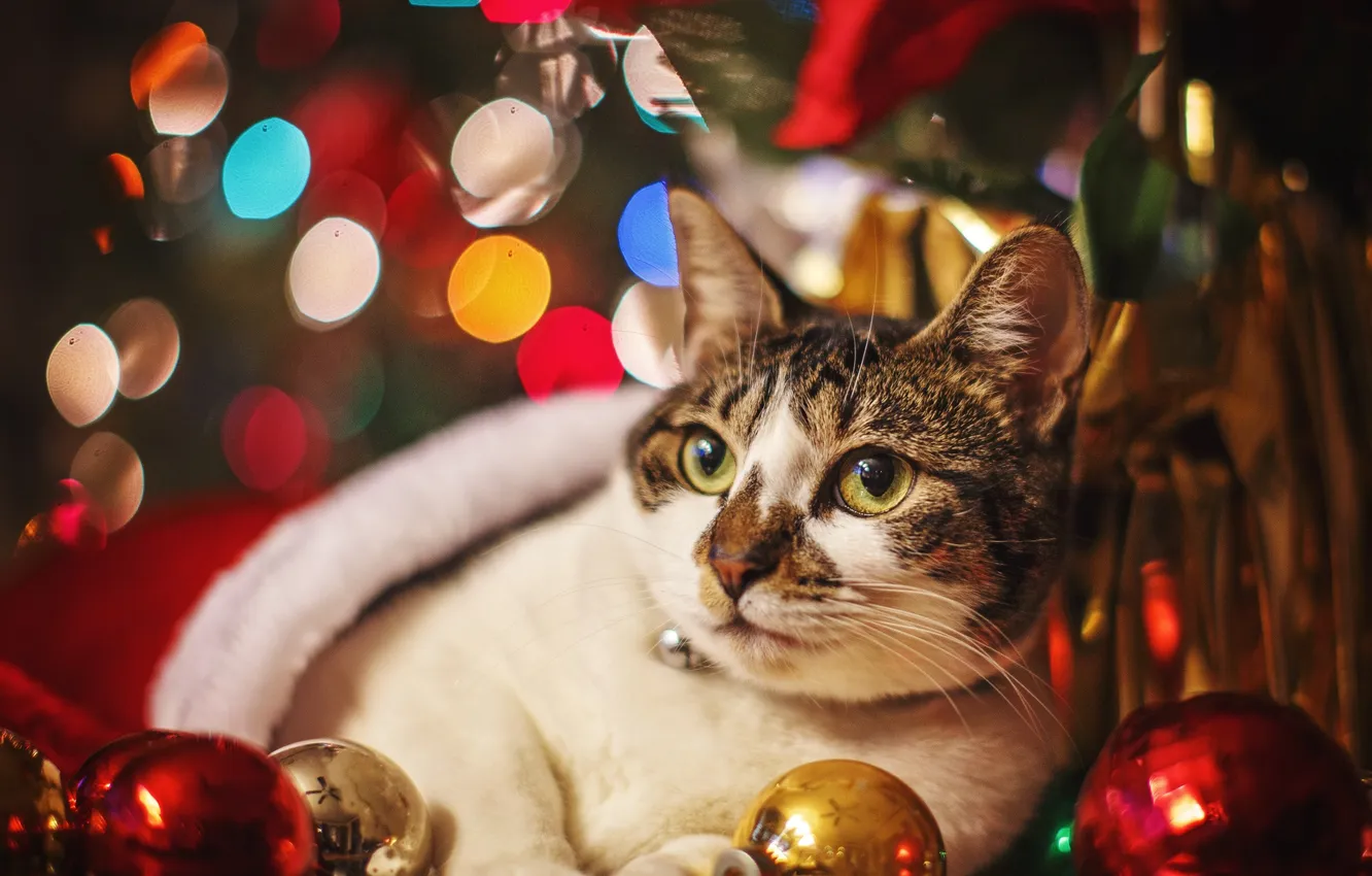Фото обои кошка, украшения, праздник, шары, Новый год