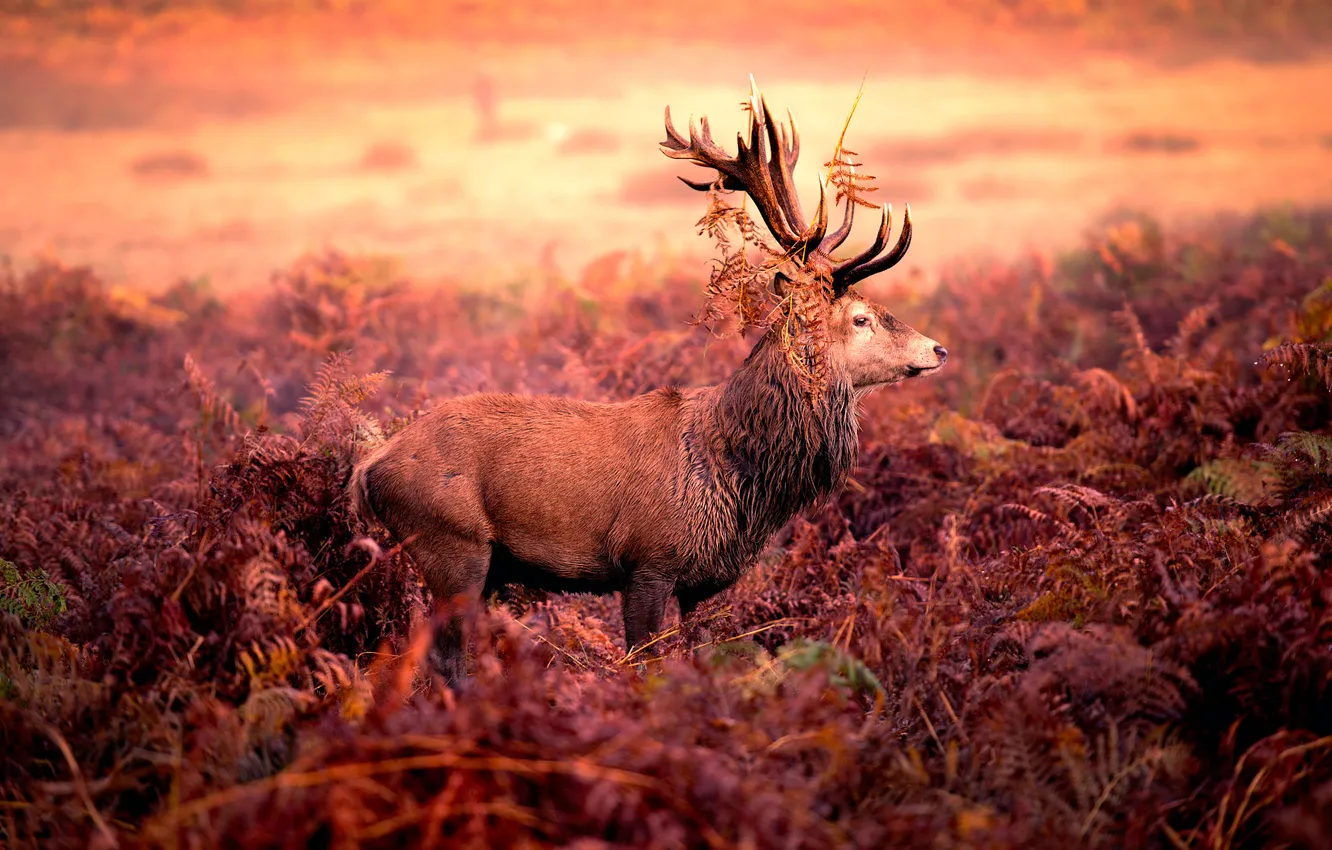 Фото обои олень, рога, Red deer stag