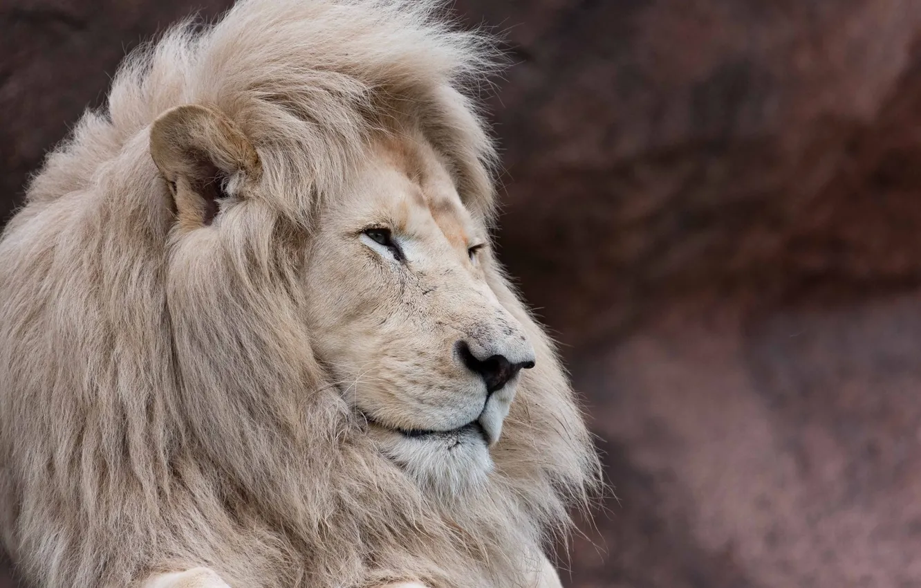 Фото обои морда, хищник, грива, профиль, дикая кошка, белый лев