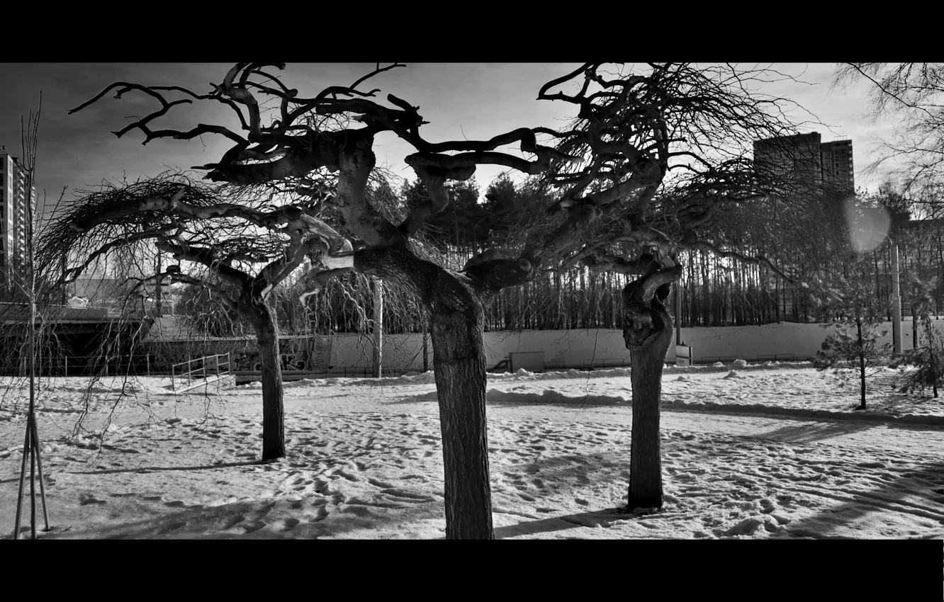 Фото обои деревья, город, кроны, черно-белые
