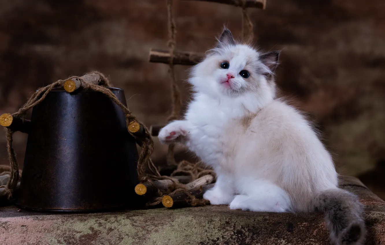 Фото обои кошка, белый, взгляд, поза, котенок, палочки, ведро, милый