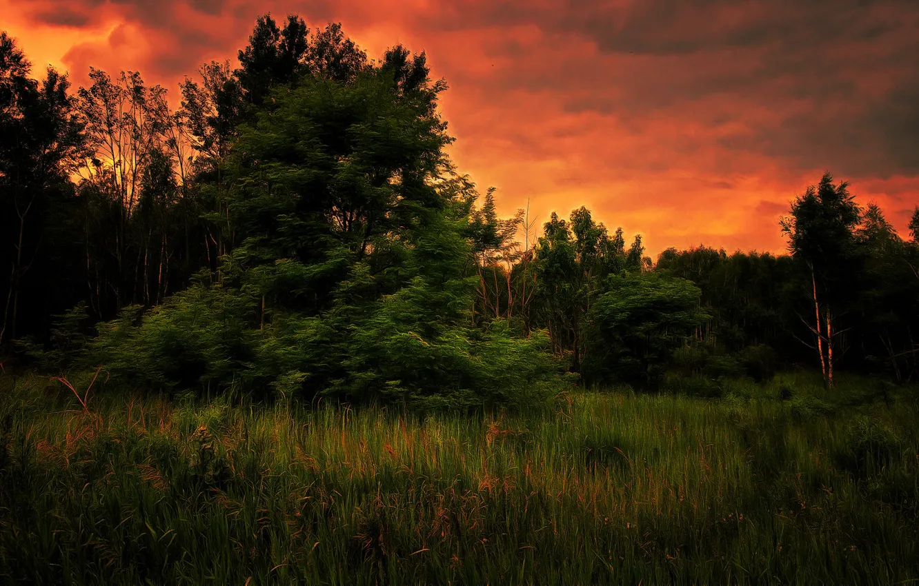 Фото обои лес, закат, вечер, digital painting
