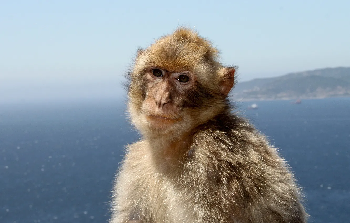 Фото обои monkey, sea, landscape