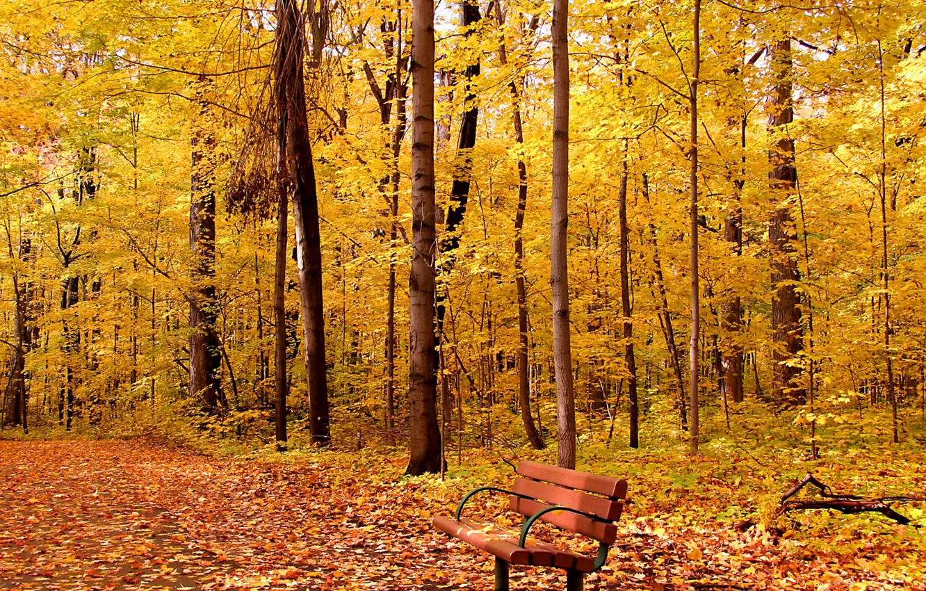 Фото обои осень, листья, деревья, парк, листва, аллея, скамья