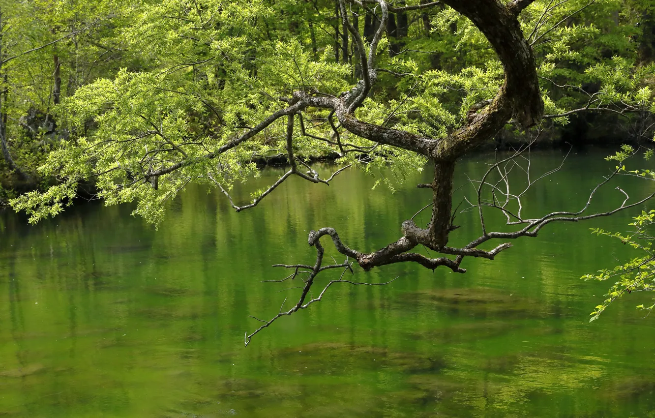 Фото обои лето, вода, деревья, ветки, озеро, пруд