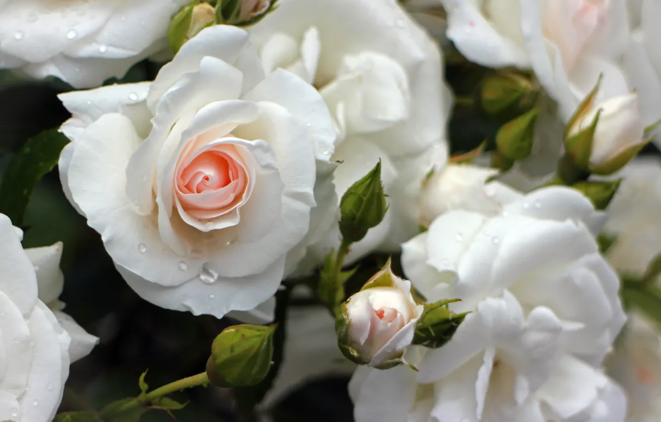 Роза флорибунда White Bouquet