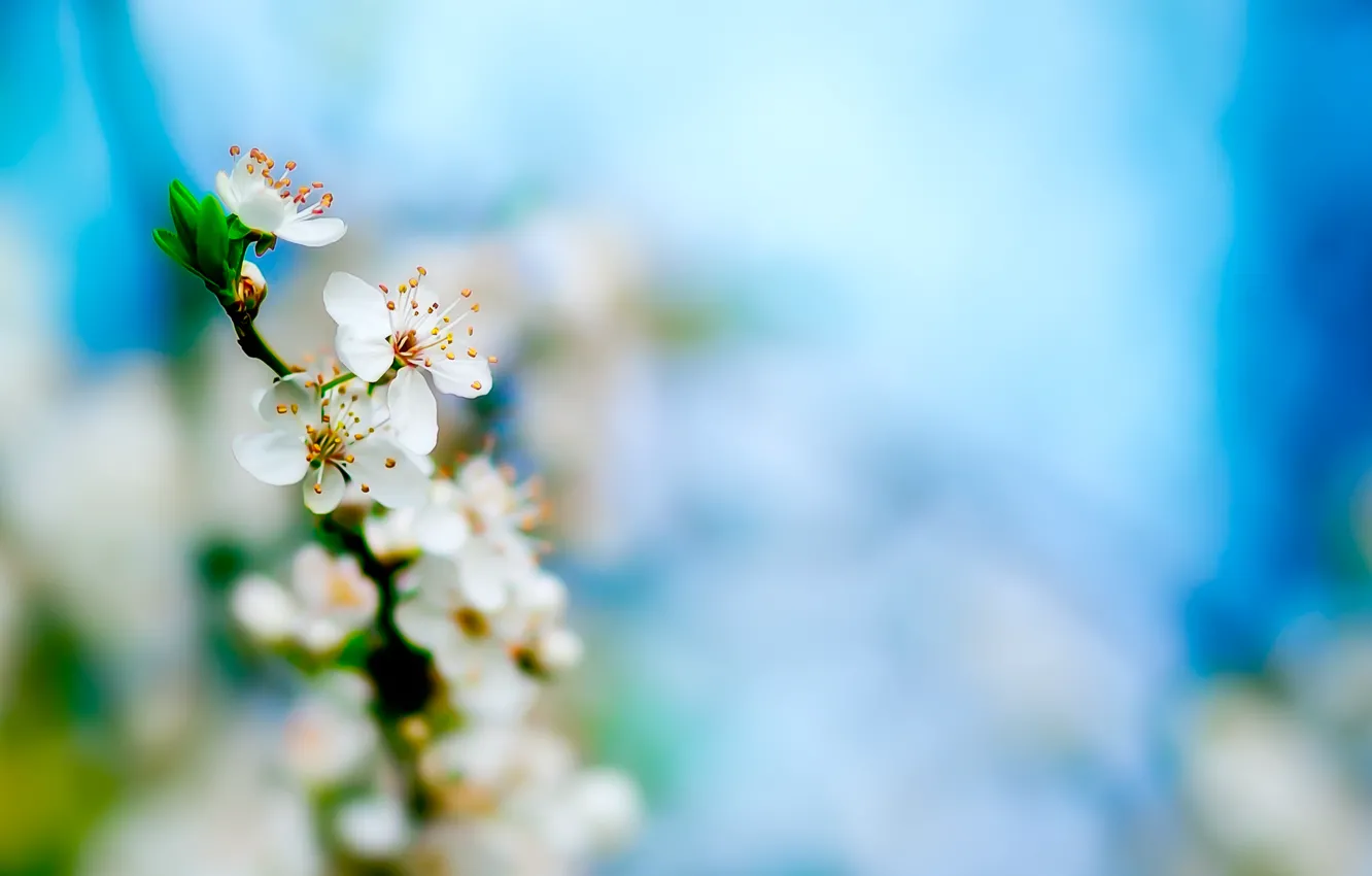 Фото обои цветы, свежесть, вишня, весна, бутоны, ветвь, цветение, fresh