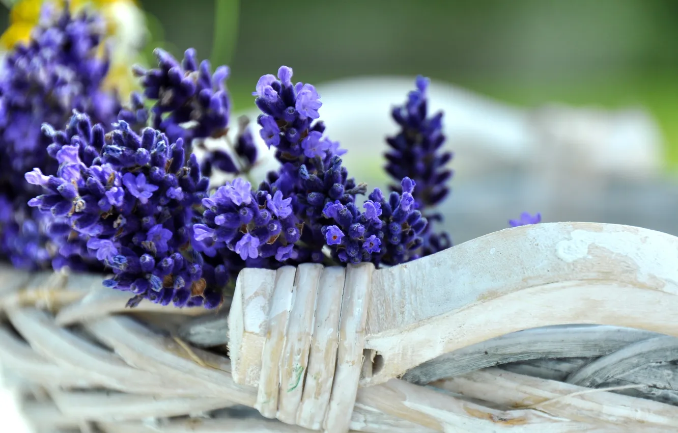 Фото обои дерево, букет, flowers, лаванда, lavender