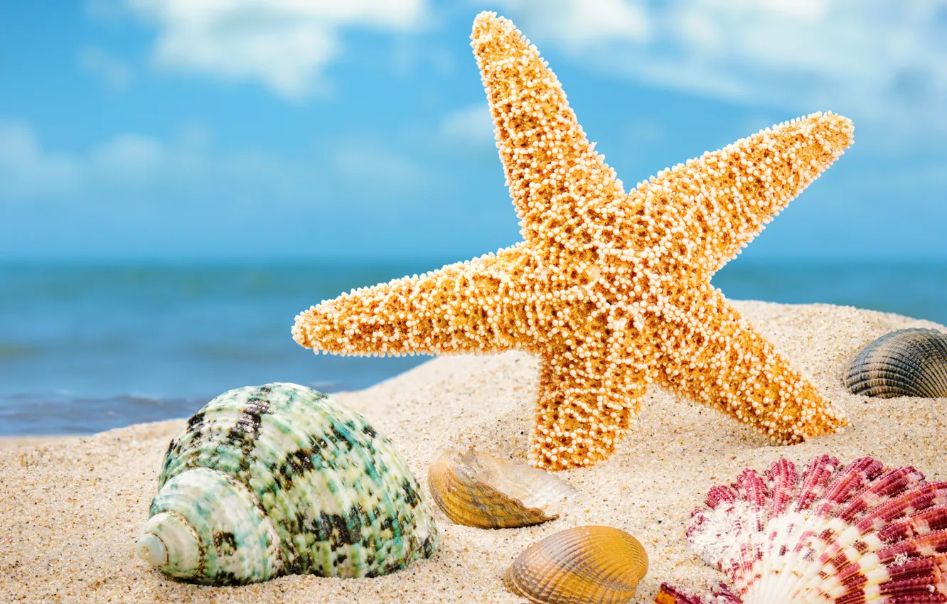Фото обои песок, пляж, лето, ракушки, морские ракушки