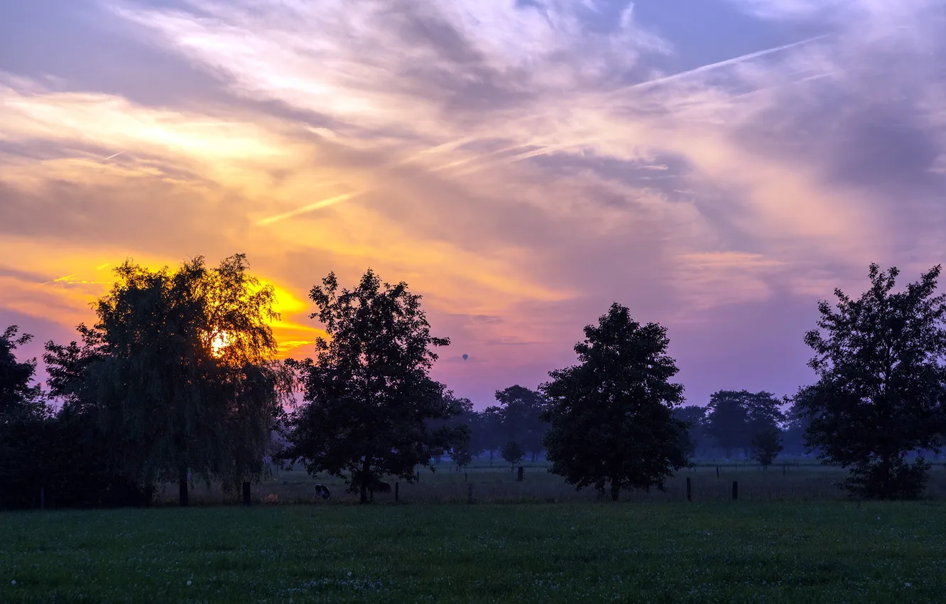 Фото обои поле, деревья, пейзаж, закат