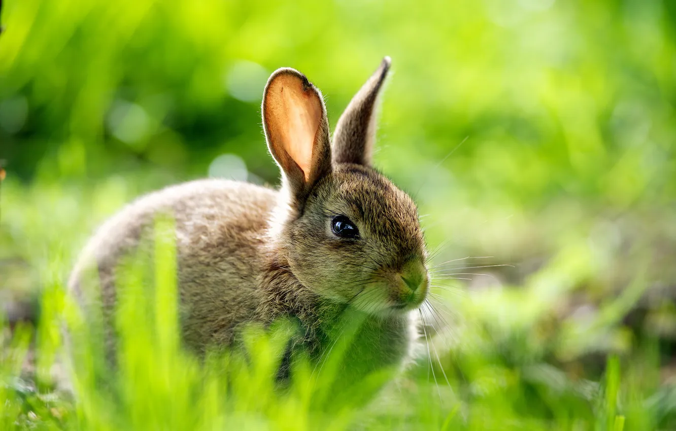 Фото обои зелень, трава, макро, природа, заяц, размытость, кролик