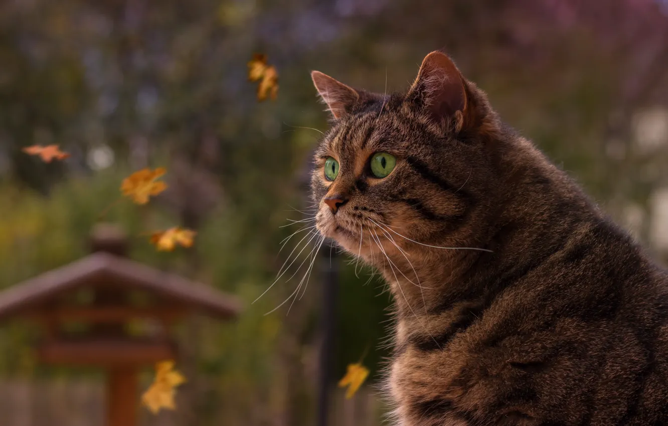 Фото обои осень, кот, взгляд, листья, портрет, зелёные глаза, серьёзный