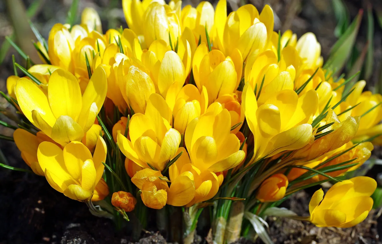 Фото обои желтый, весна, крокус, шафран