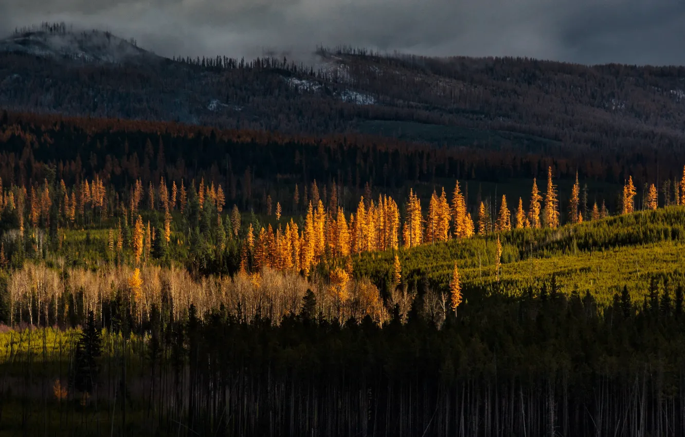 Фото обои осень, лес, свет, горы, тучи, темнота, холмы, стволы