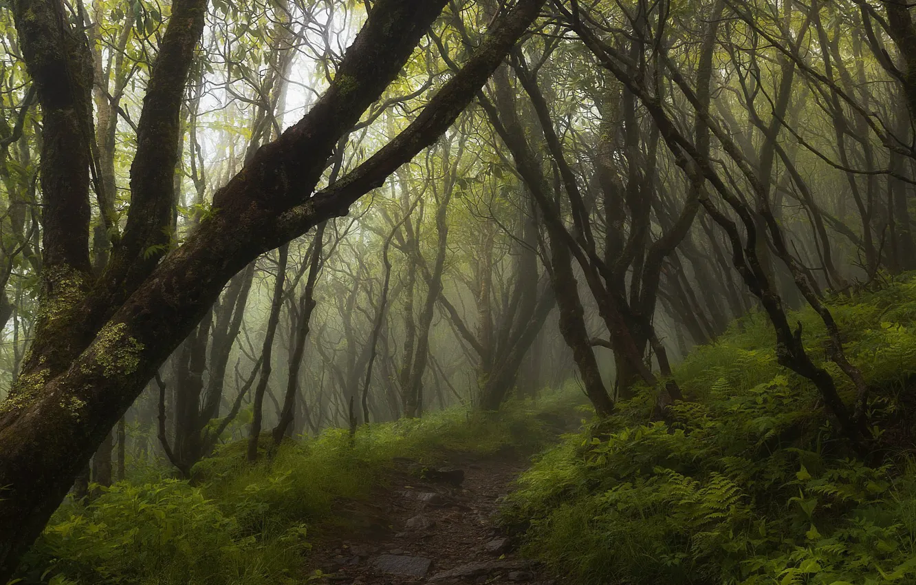 Фото обои лес, деревья, туман, дорожка