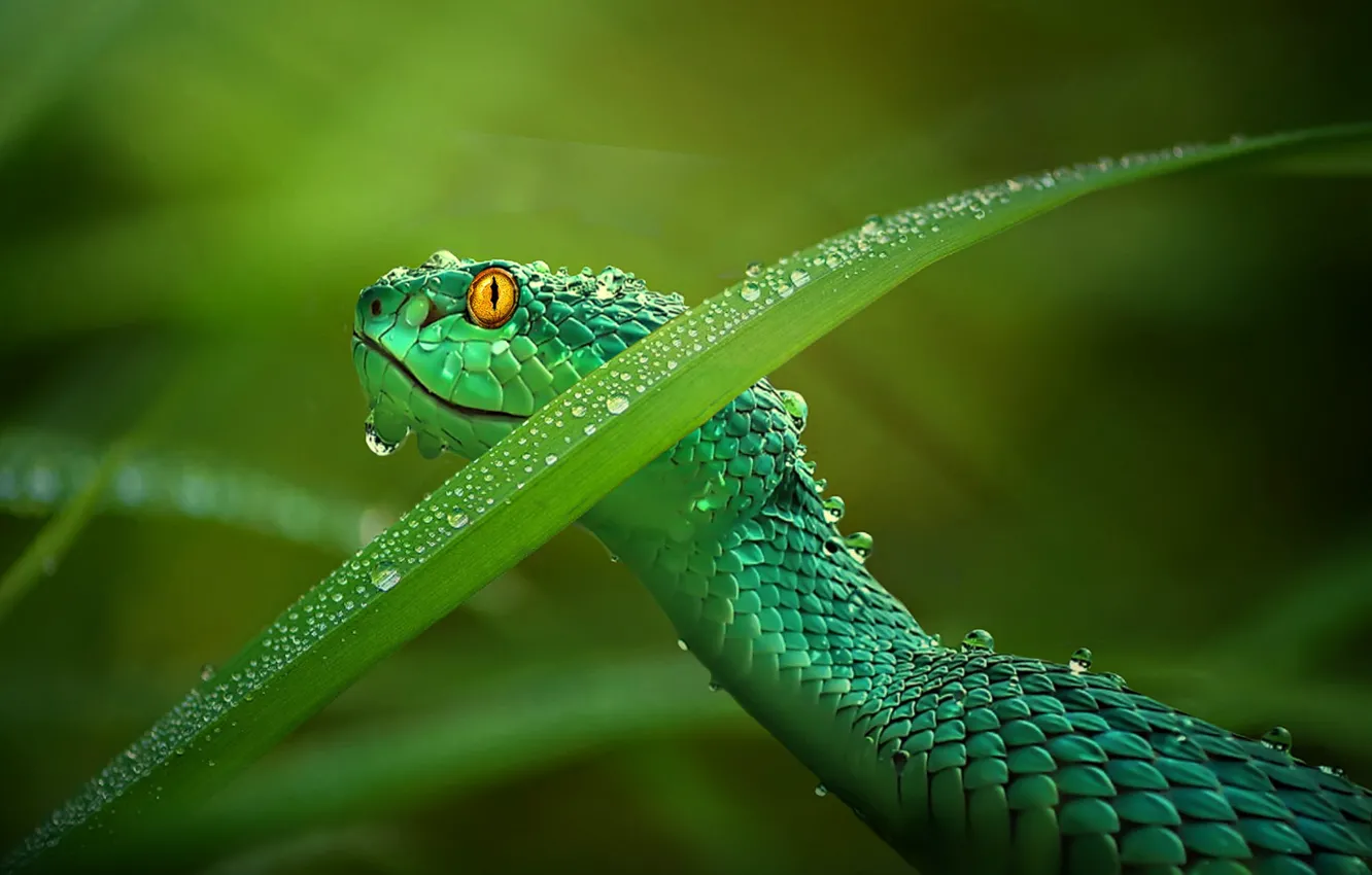 Фото обои листья, змея, капли воды