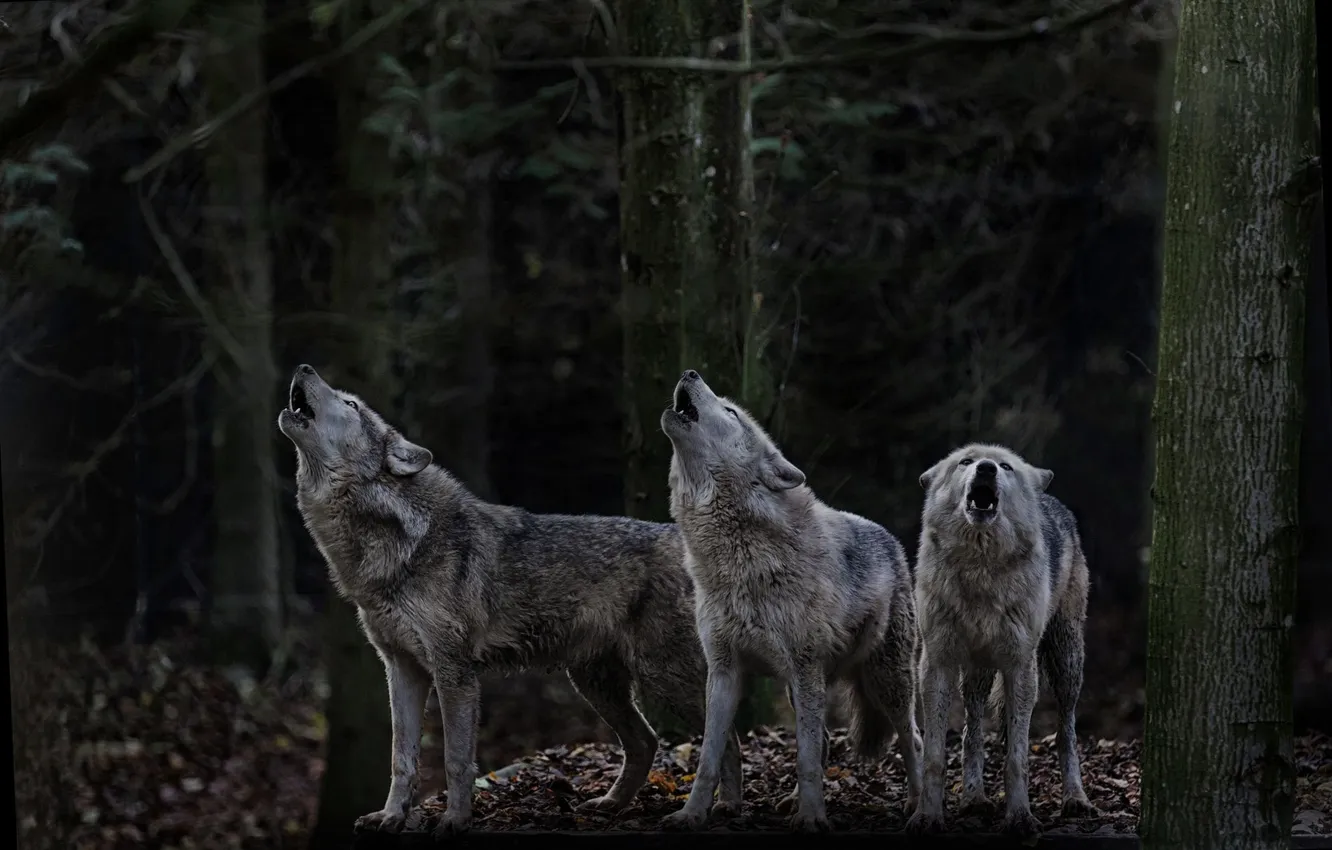 Фото обои nature, predator, animal, wolf, wildlife, portrait, portrait., Canis lupus. face