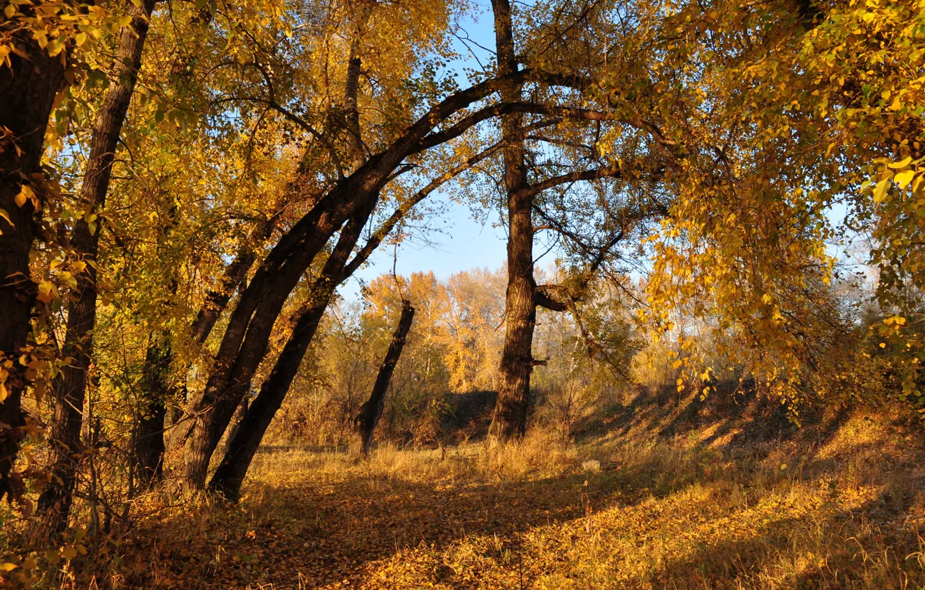 Фото обои Осень, Деревья, Fall, Листва, Autumn, Colors, Trees, Leaves