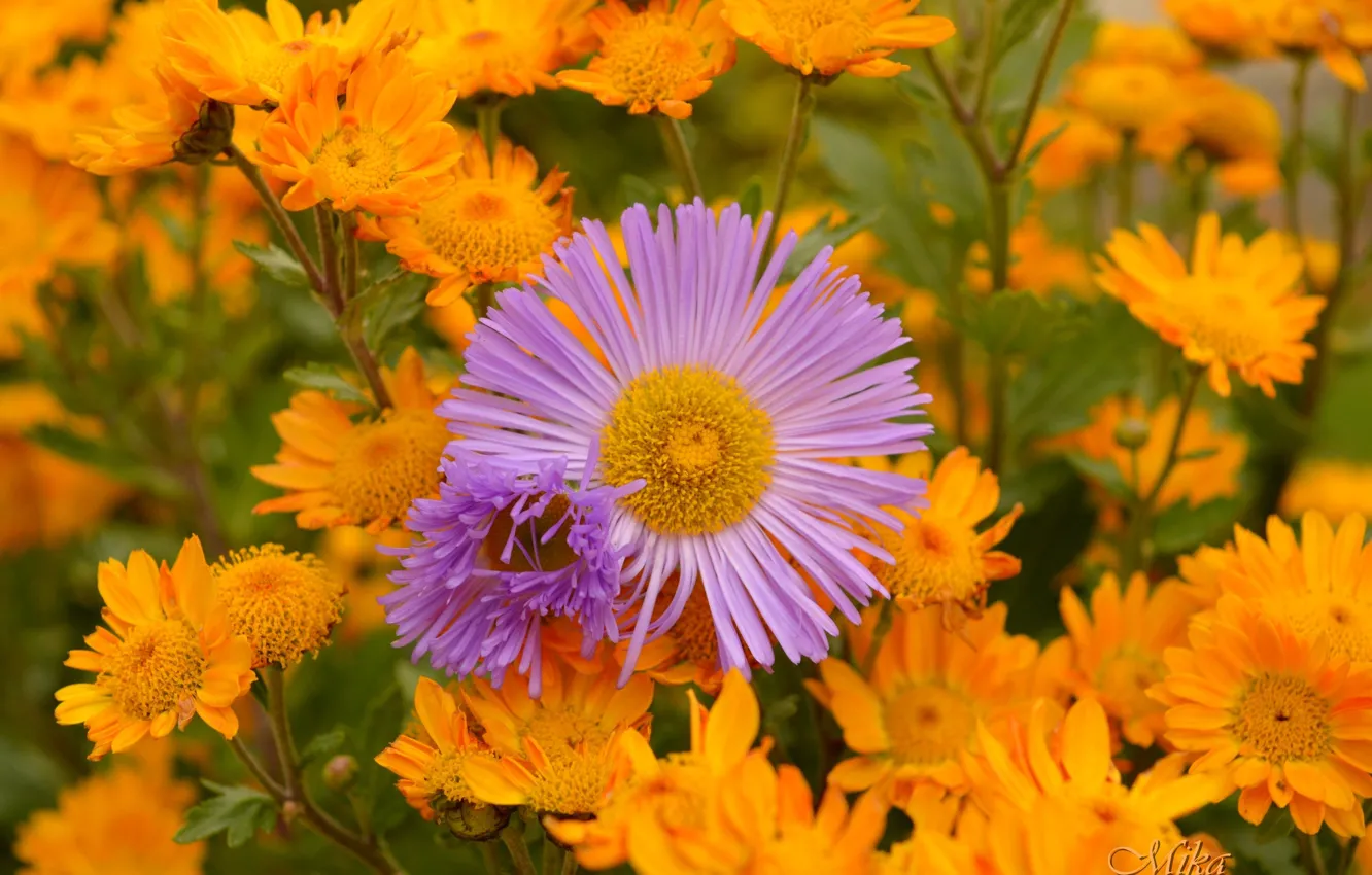 Фото обои Цветочки, Flowers, Colors