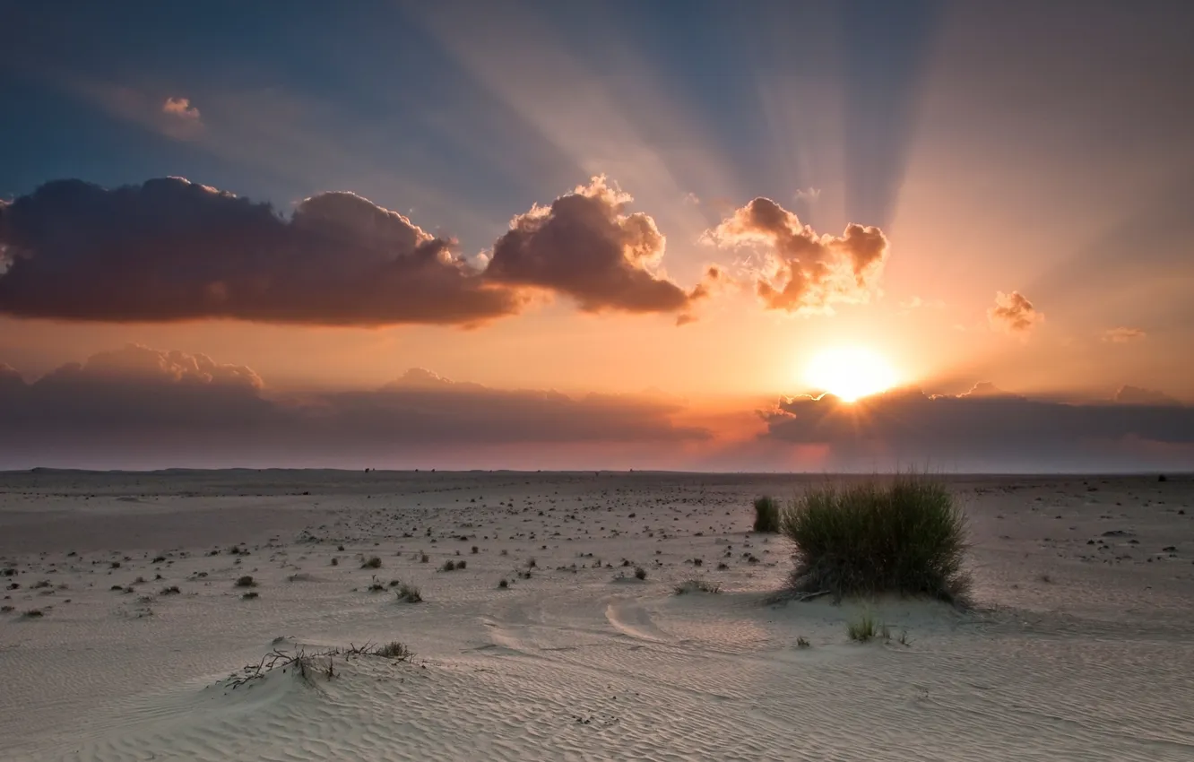 Фото обои песок, небо, солнце, облака, лучи, закат, пустыня, кустарник