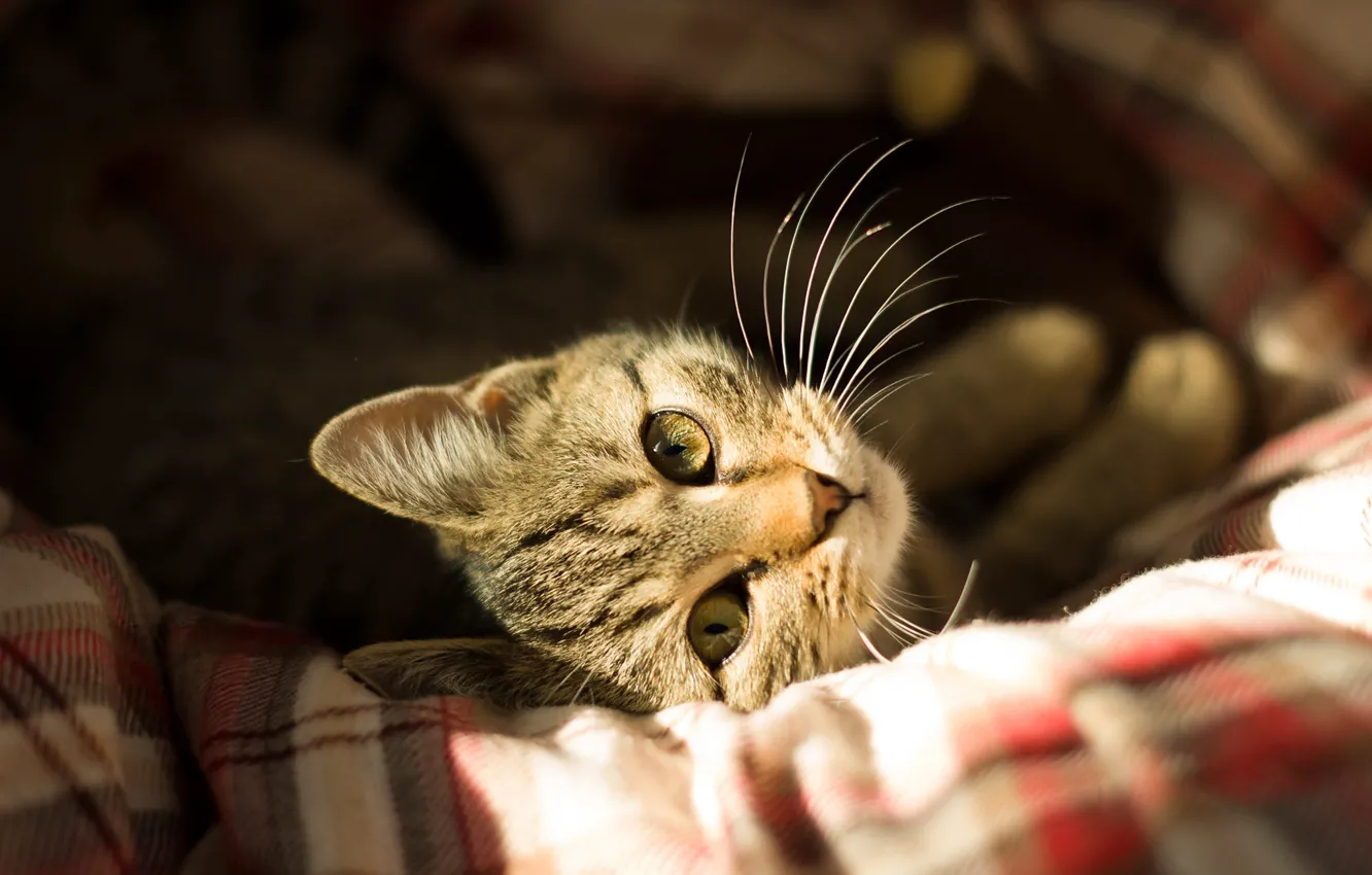 Фото обои кошка, кот, взгляд, морда, свет, уют, котенок, серый