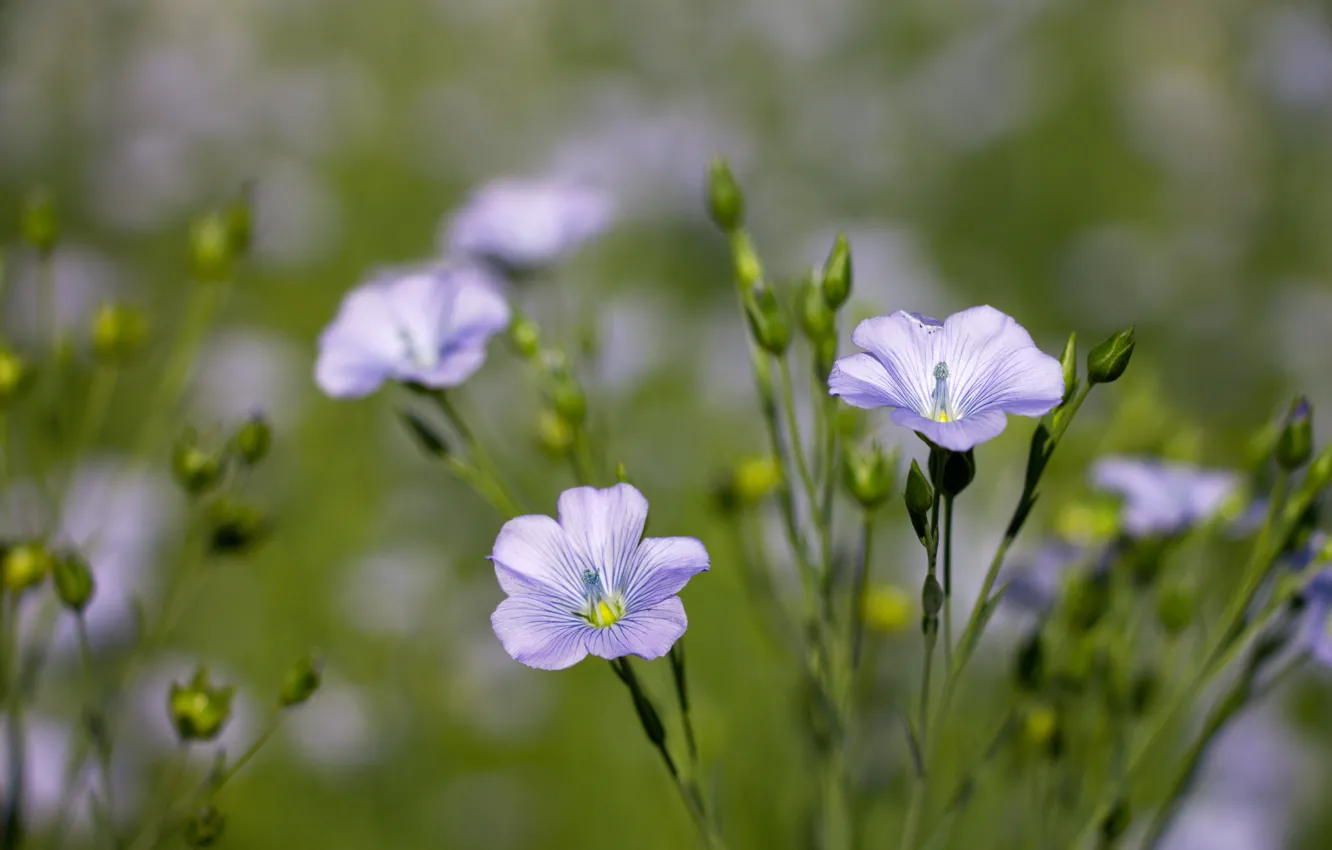 Фото обои цветы, фон, обои, лепестки, полевые цветы, лён, голубой цветок, blue flowers