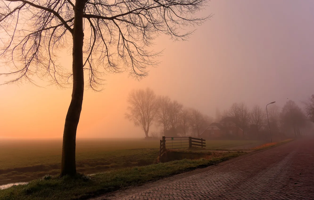 Фото обои дорога, туман, дерево, утро