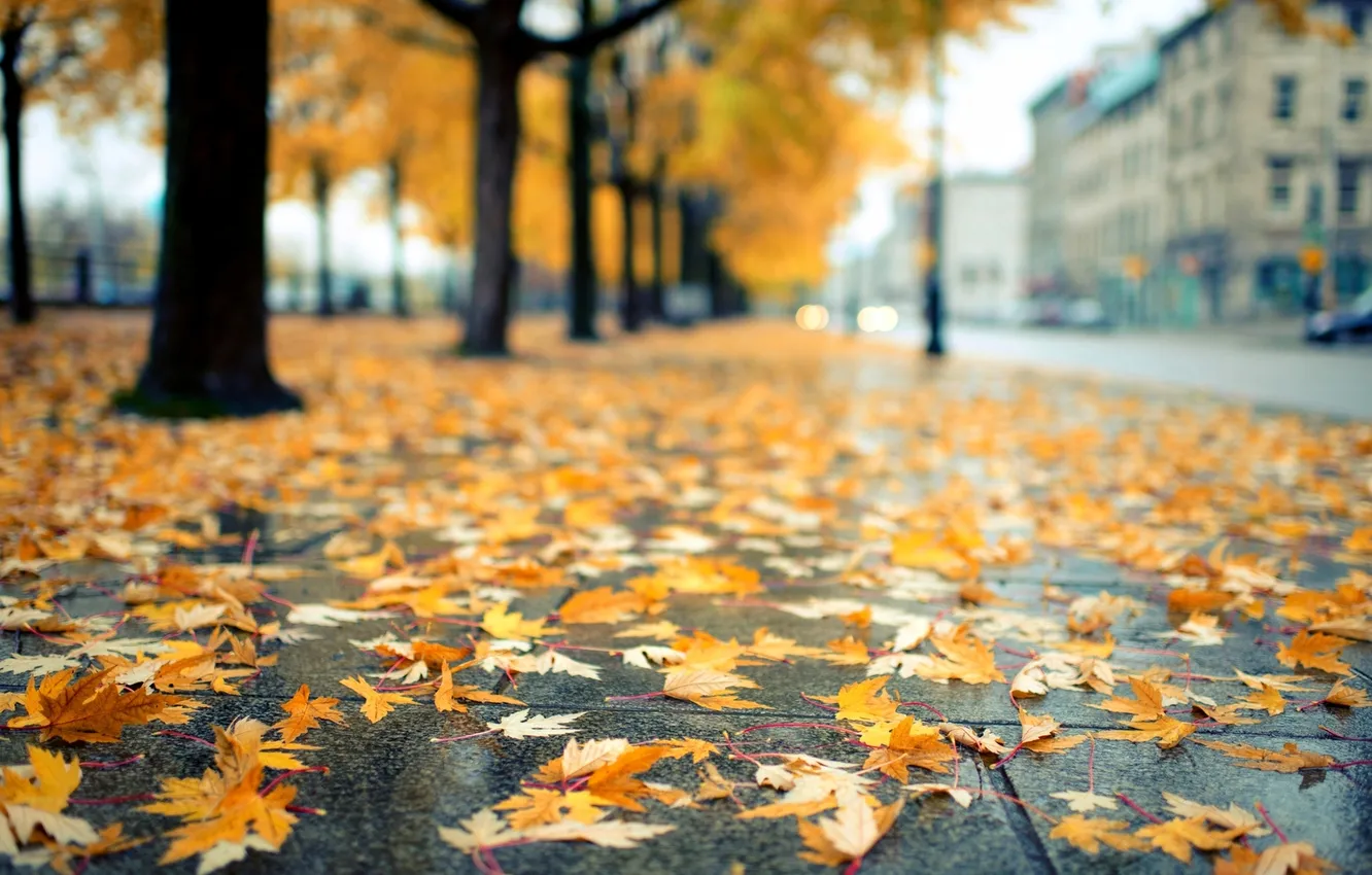 Фото обои дорога, осень, листья, деревья, город, улица, желтые, брусчатка
