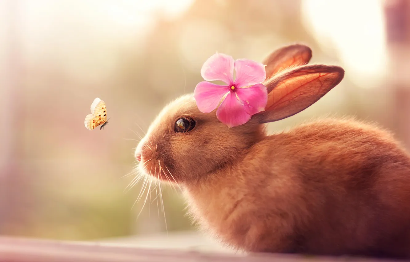 Фото обои цветок, бабочка, шерсть, кролик, уши