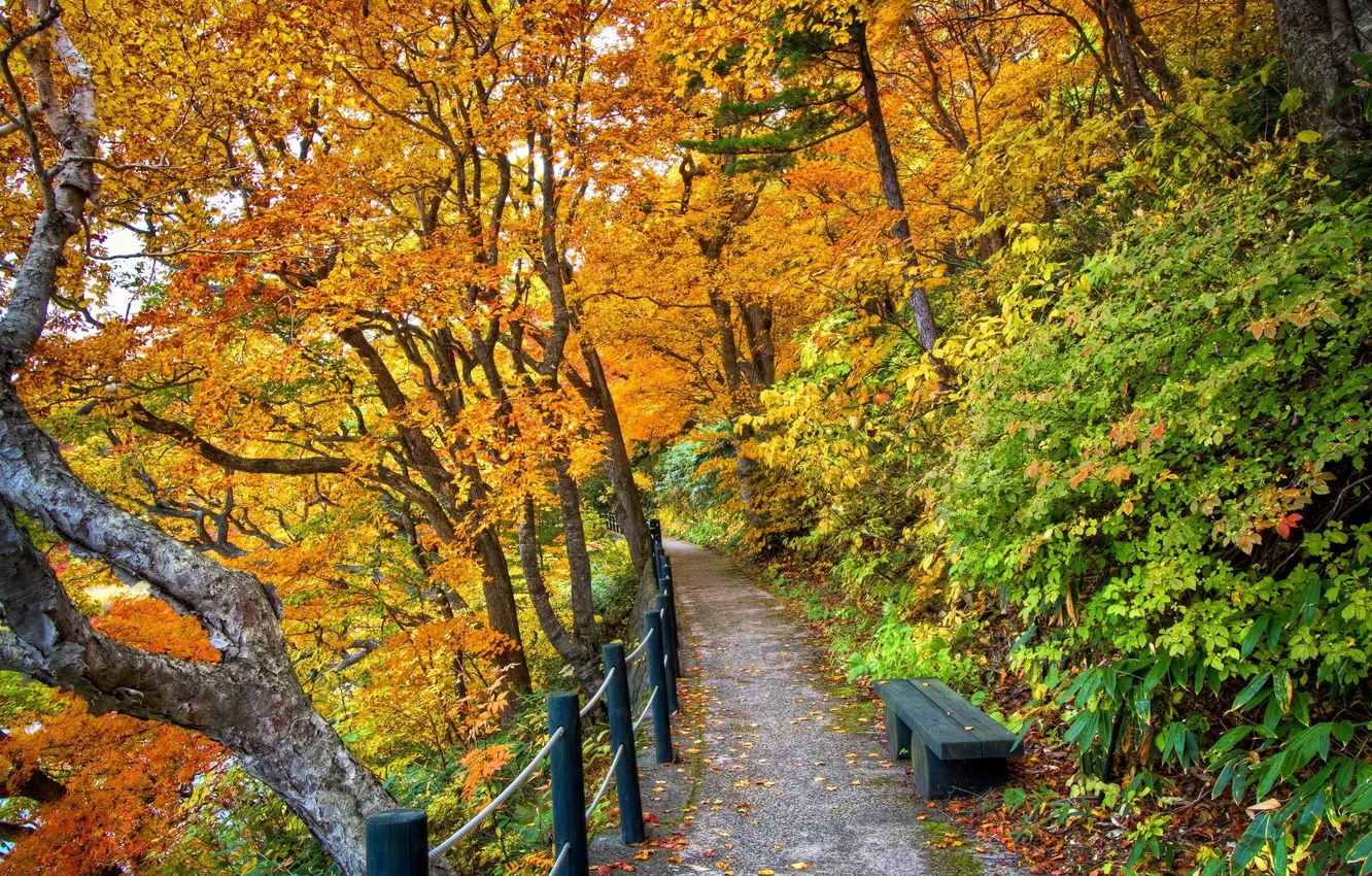 Фото обои деревья, скамейка, парк, листва, Осень, тропинка