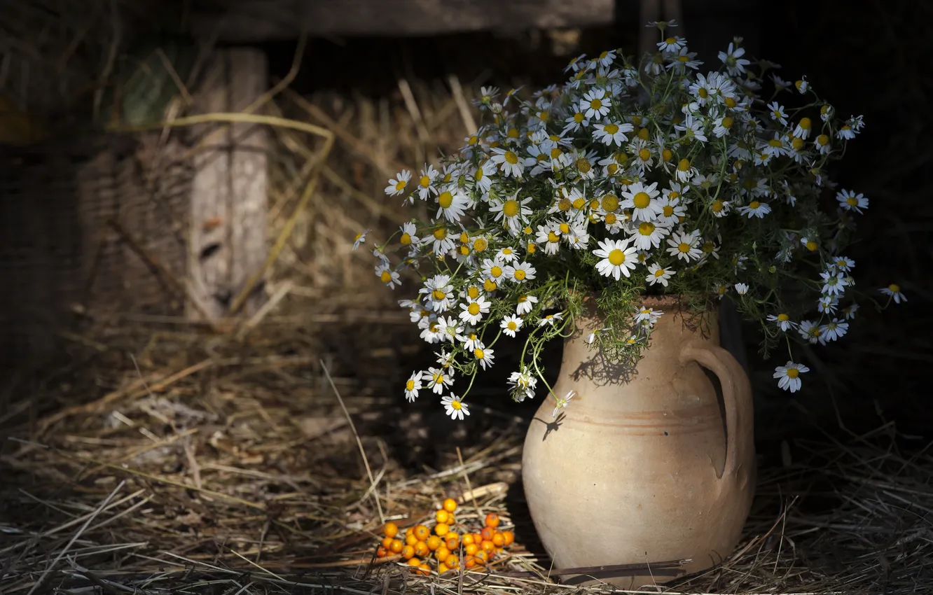 Фото обои цветы, ромашки, сено, ваза