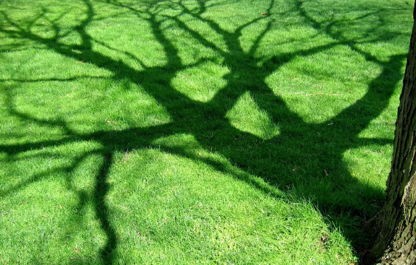 Фото обои дерево, Зелень, тень
