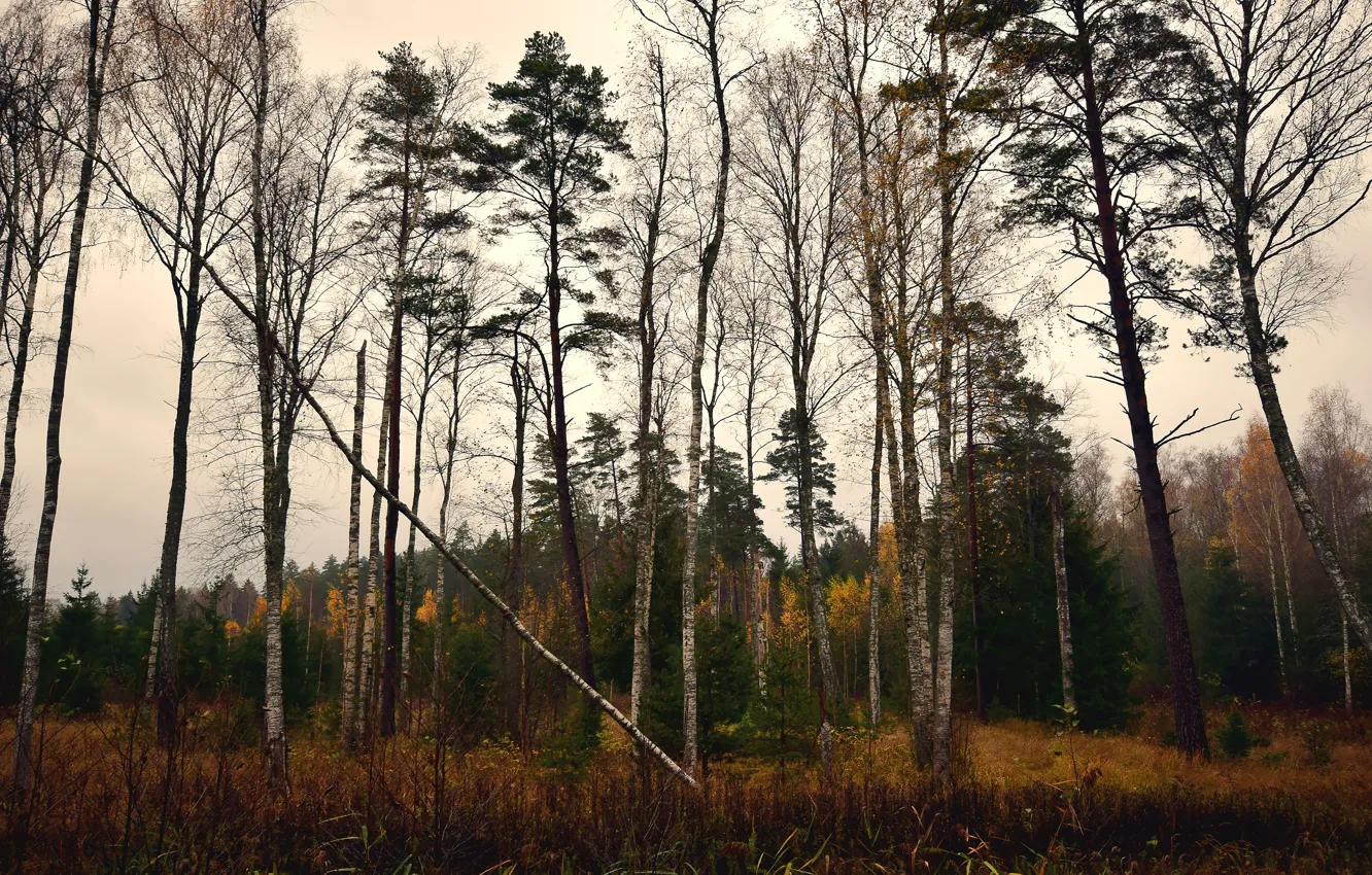 Фото обои осень, лес, деревья, сосны, поваленное дерево