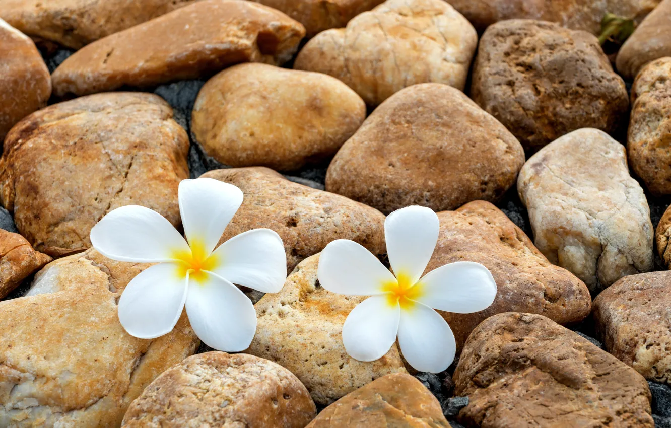 Фото обои цветы, камни, stones, плюмерия, plumeria, pebbles