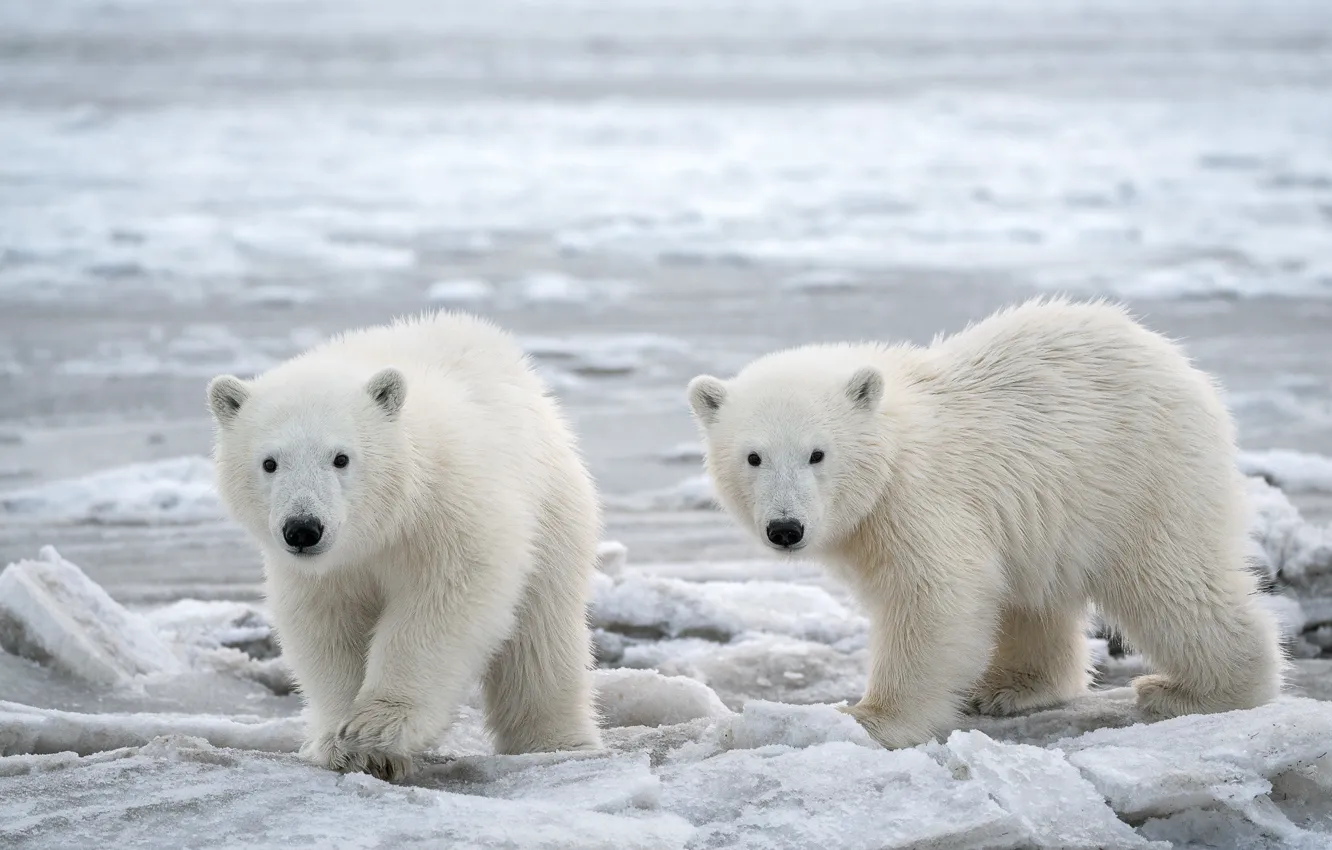 Фото обои Alaska, Snow, cold, Arctic, Polar Bears