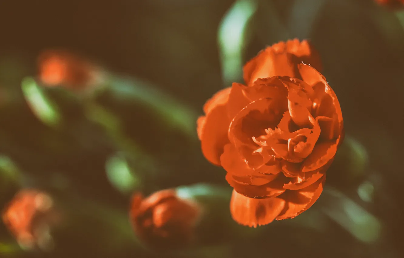 Фото обои цветок, роза, бутон, red, rose, красная, flower