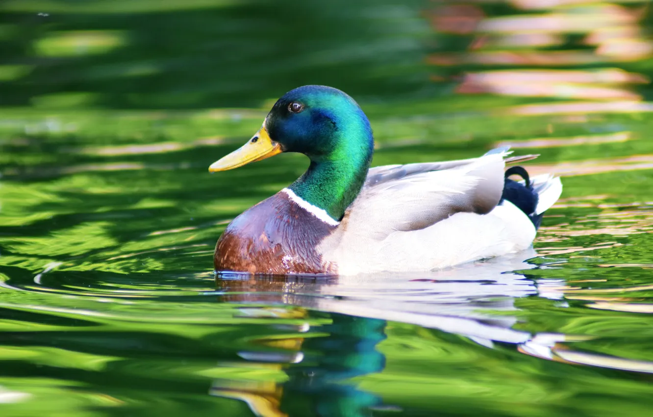 Фото обои вода, птица, яркие цвета, утка, водоем, плавание