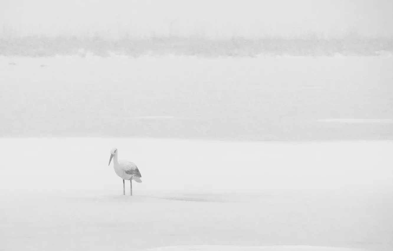 Фото обои зима, снег, птица, аист