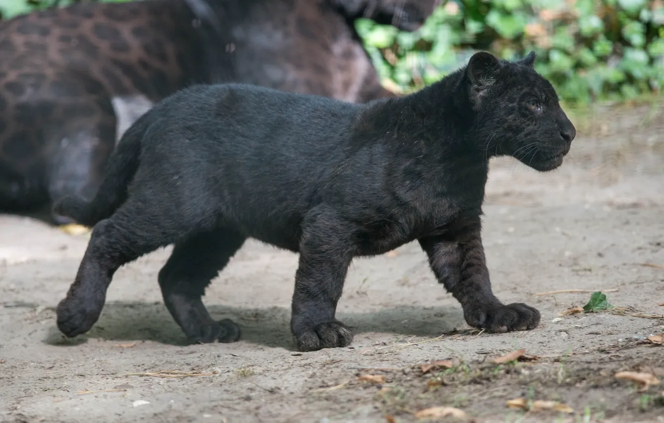Фото обои котенок, хищник, пантера, профиль, детеныш, дикая кошка, черный ягуар