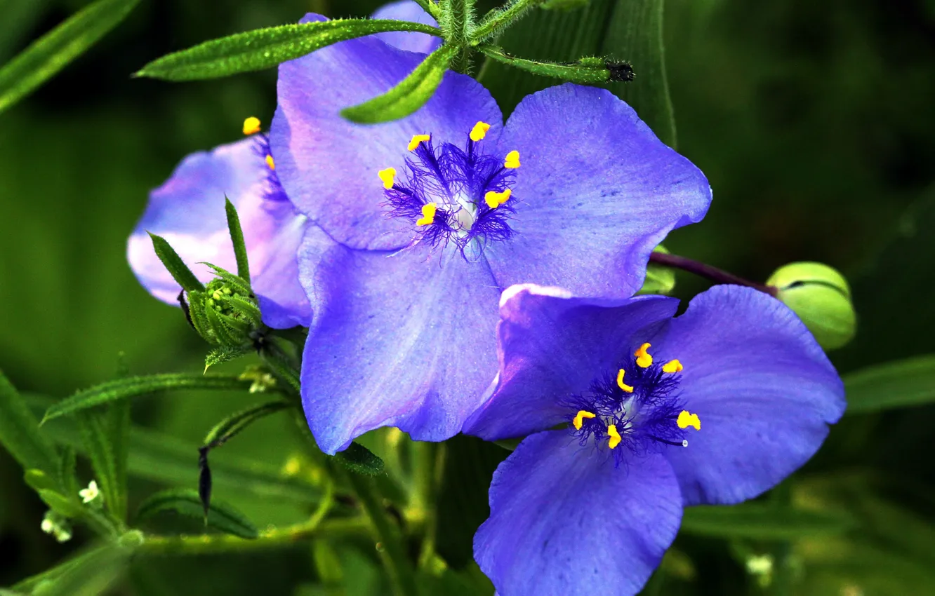Фото обои макро, Цветы, лепестки, flowers, macro, purple