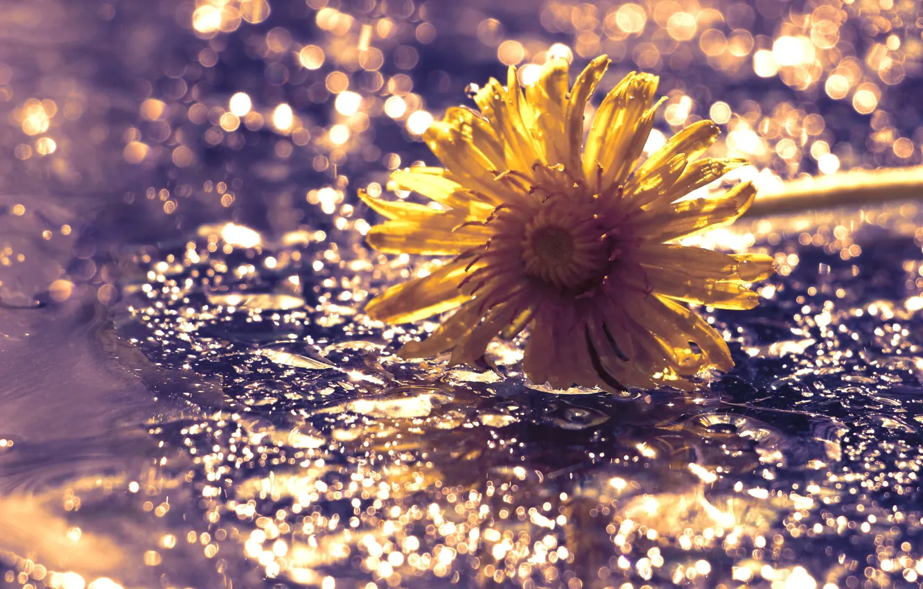 Фото обои flower, yellow, water, drops